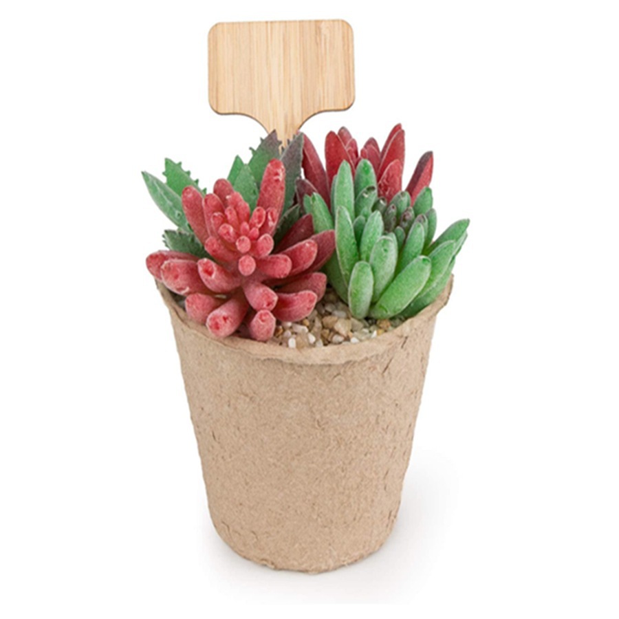 100 Pezzi di Etichette in Legn - Floral Picks Wood recensione e prezzo
